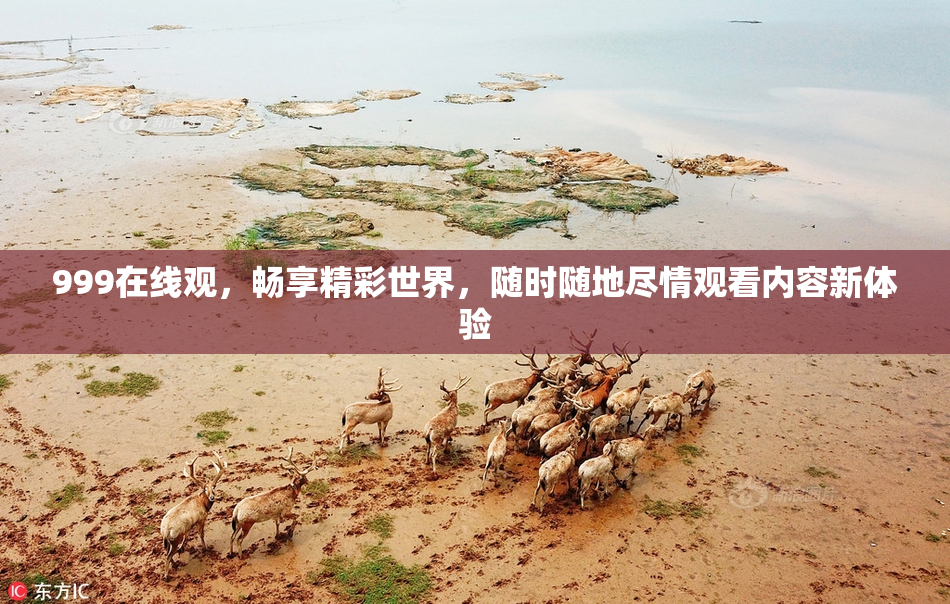 999在线观，畅享精彩世界，随时随地尽情观看内容新体验