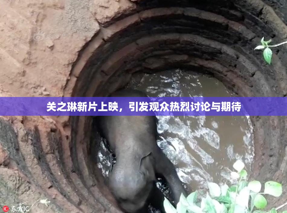 关之琳新片上映，引发观众热烈讨论与期待