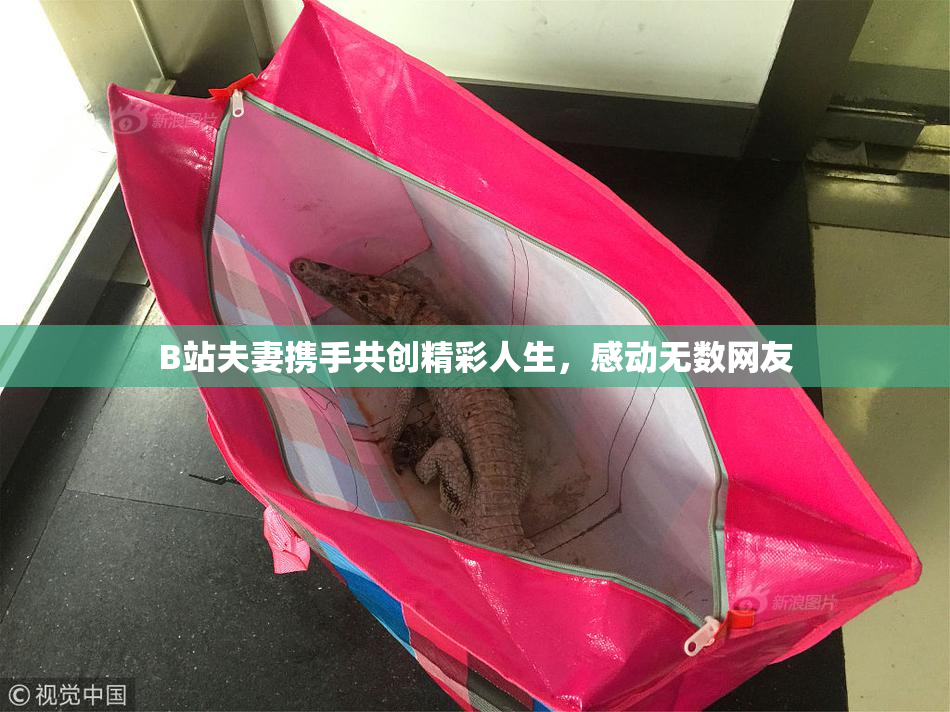B站夫妻携手共创精彩人生，感动无数网友