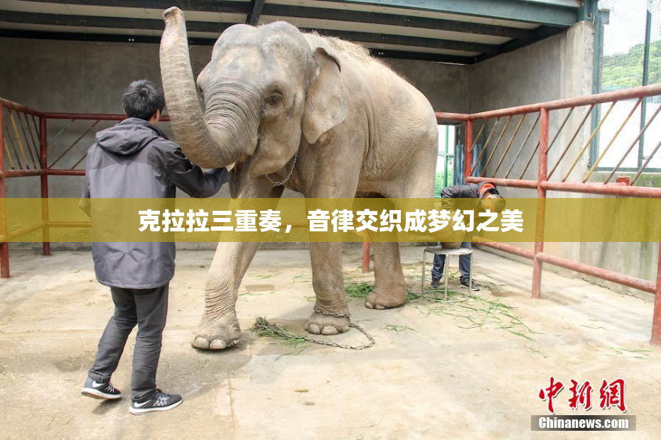 克拉拉三重奏，音律交织成梦幻之美