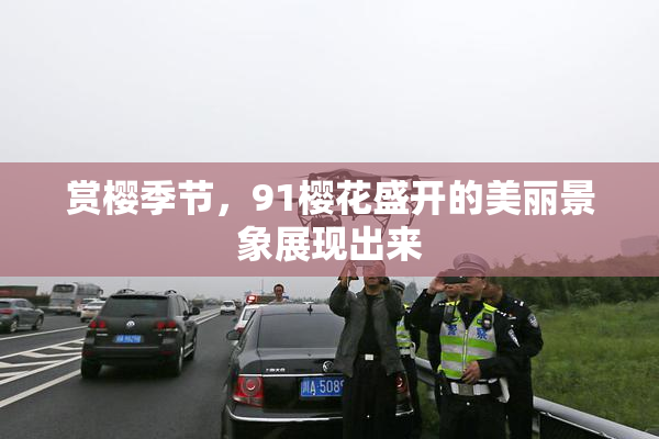 赏樱季节，91樱花盛开的美丽景象展现出来