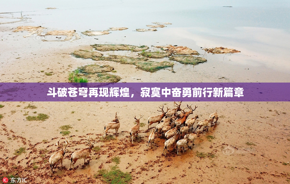 斗破苍穹再现辉煌，寂寞中奋勇前行新篇章