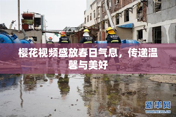 樱花视频盛放春日气息，传递温馨与美好
