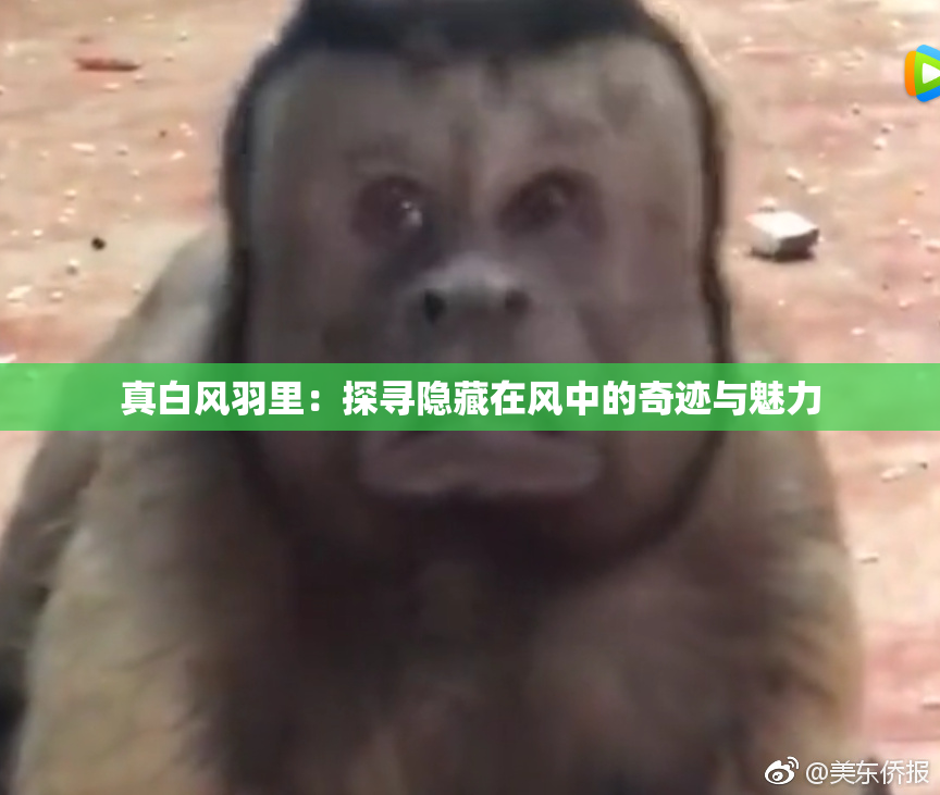 真白风羽里：探寻隐藏在风中的奇迹与魅力