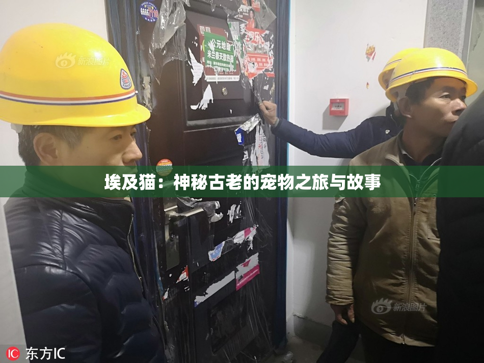 埃及猫：神秘古老的宠物之旅与故事