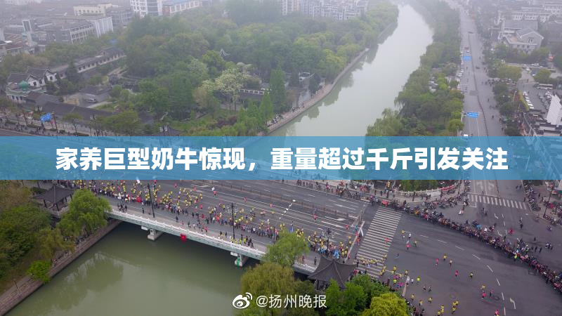 家养巨型奶牛惊现，重量超过千斤引发关注