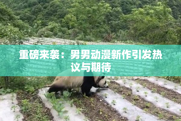 重磅来袭：男男动漫新作引发热议与期待