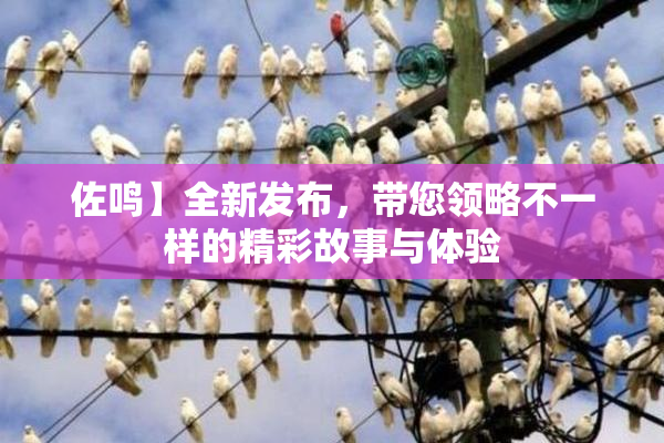 佐鸣】全新发布，带您领略不一样的精彩故事与体验