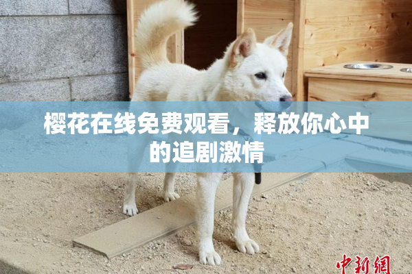 樱花在线免费观看，释放你心中的追剧激情