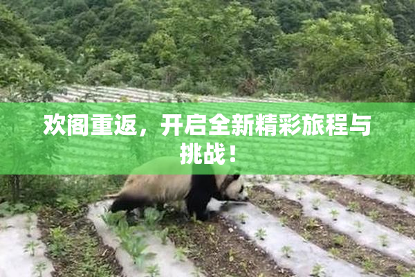 欢阁重返，开启全新精彩旅程与挑战！