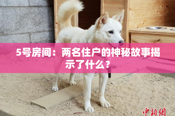5号房间：两名住户的神秘故事揭示了什么？