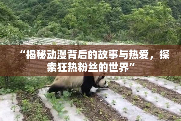“揭秘动漫背后的故事与热爱，探索狂热粉丝的世界”