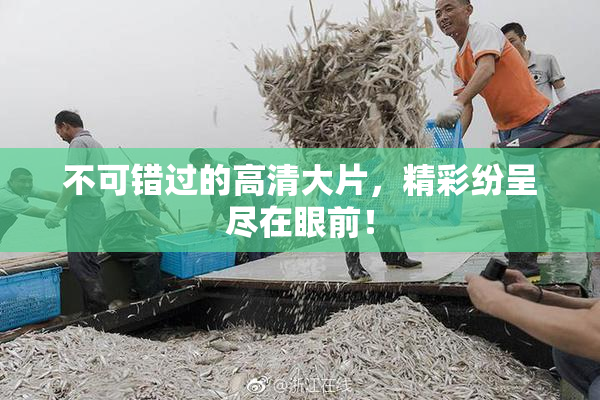 不可错过的高清大片，精彩纷呈尽在眼前！