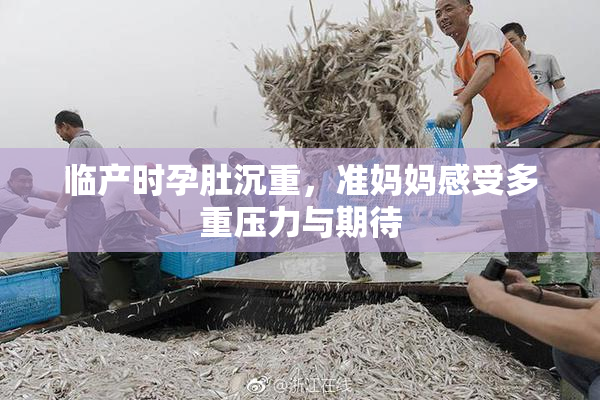 临产时孕肚沉重，准妈妈感受多重压力与期待