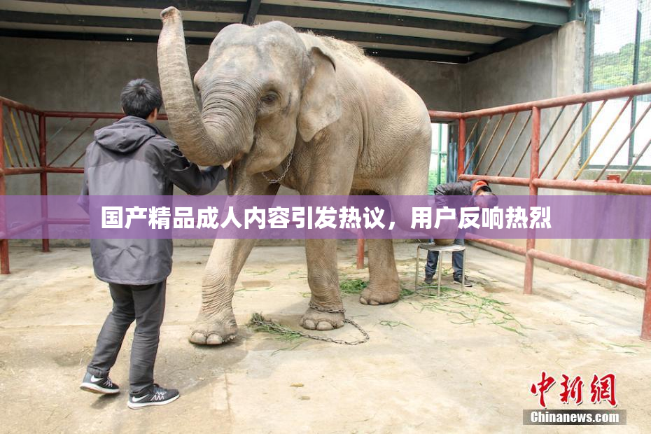国产精品成人内容引发热议，用户反响热烈
