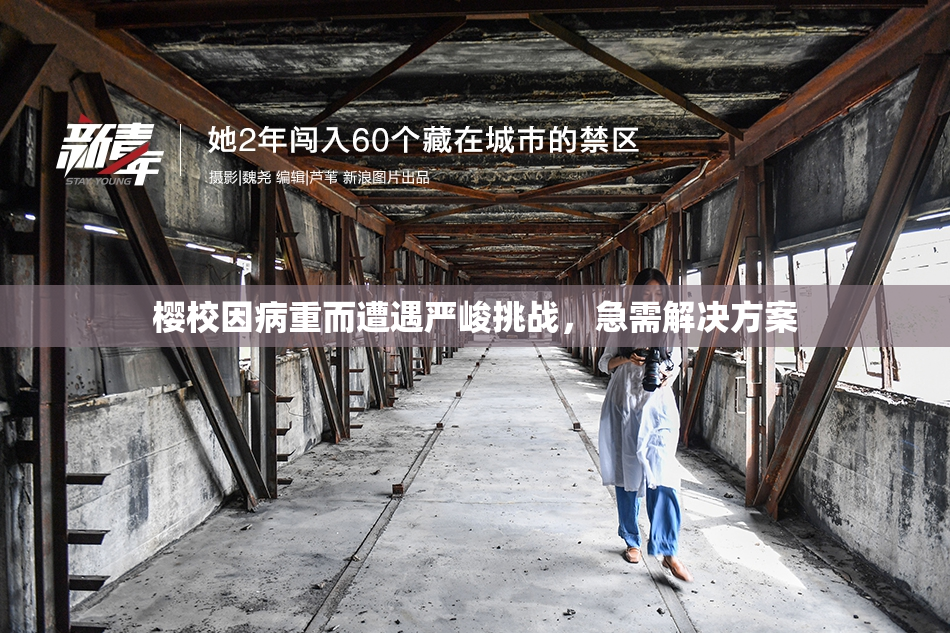 樱校因病重而遭遇严峻挑战，急需解决方案