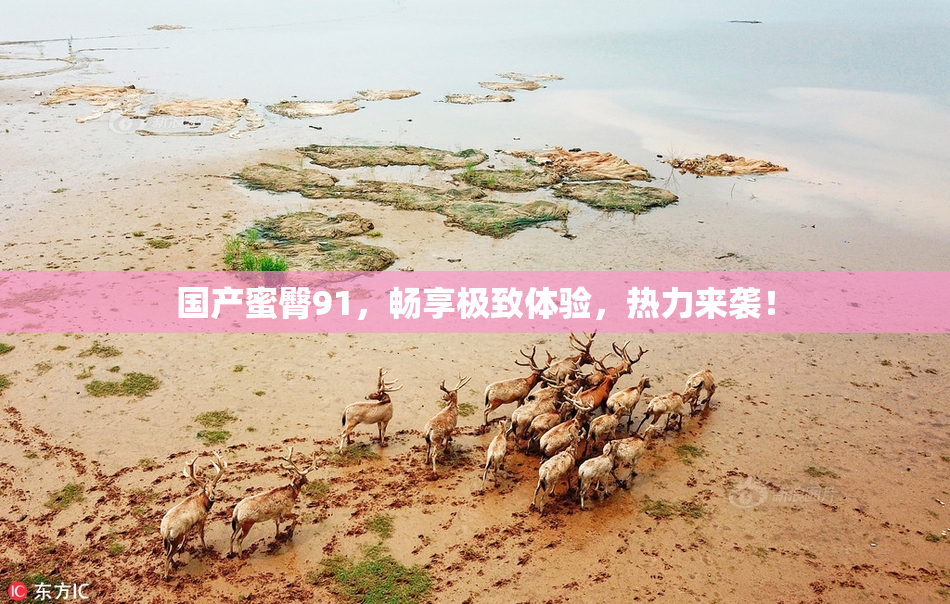 国产蜜臀91，畅享极致体验，热力来袭！