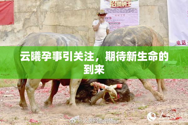 云曦孕事引关注，期待新生命的到来