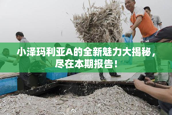 小泽玛利亚A的全新魅力大揭秘，尽在本期报告！