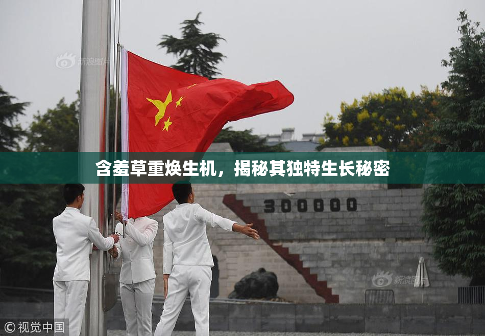 含羞草重焕生机，揭秘其独特生长秘密