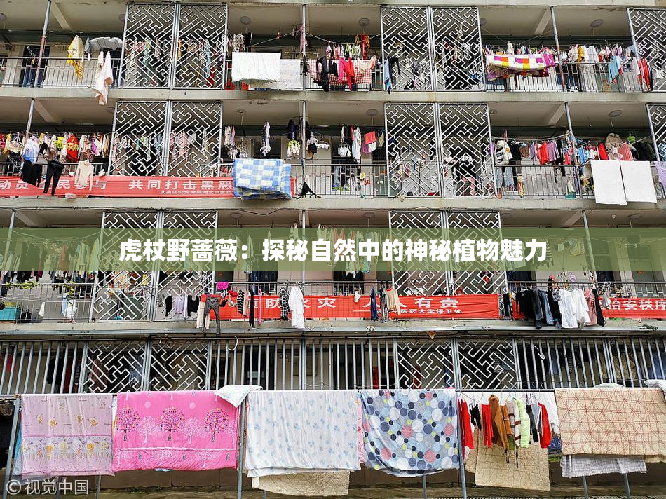 虎杖野蔷薇：探秘自然中的神秘植物魅力