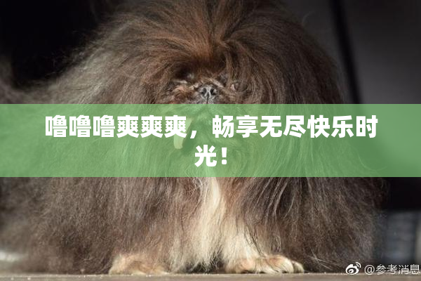噜噜噜爽爽爽，畅享无尽快乐时光！