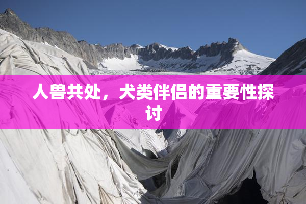 人兽共处，犬类伴侣的重要性探讨