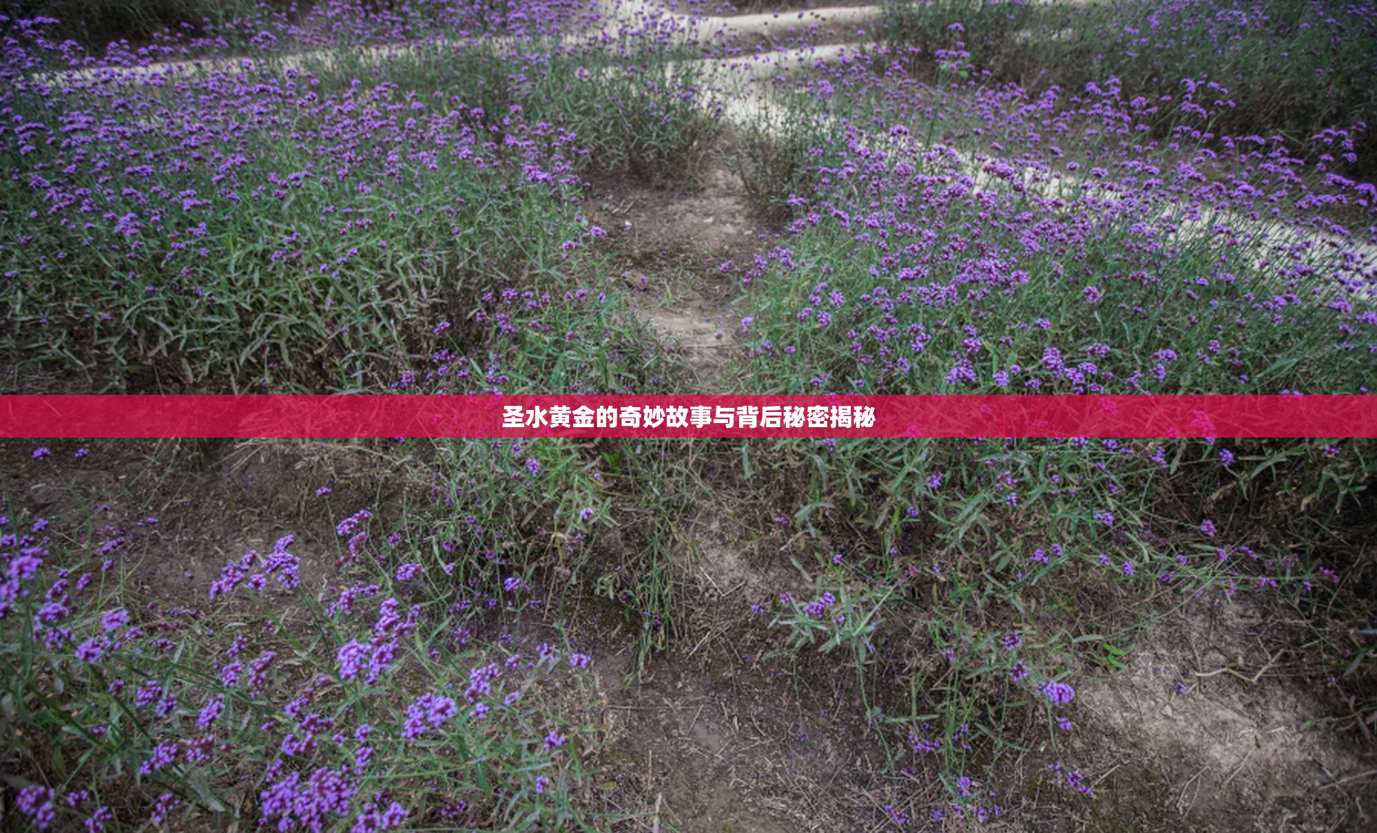 圣水黄金的奇妙故事与背后秘密揭秘
