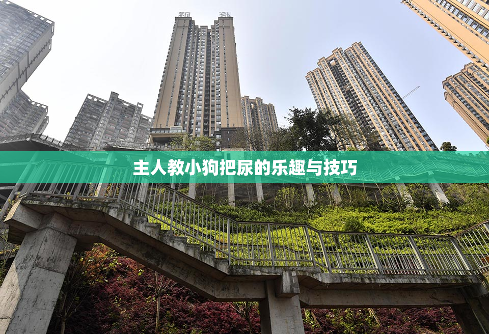 主人教小狗把尿的乐趣与技巧