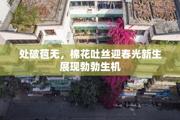 处破苞无，棉花吐丝迎春光新生展现勃勃生机