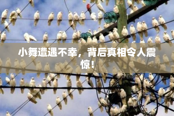 小舞遭遇不幸，背后真相令人震惊！