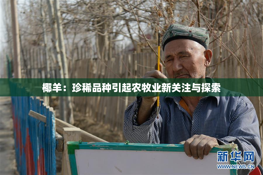 椰羊：珍稀品种引起农牧业新关注与探索