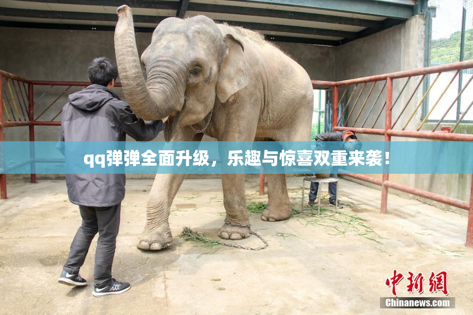 qq弹弹全面升级，乐趣与惊喜双重来袭！