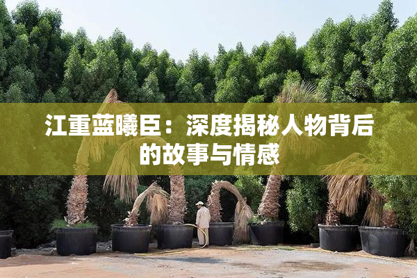 江重蓝曦臣：深度揭秘人物背后的故事与情感