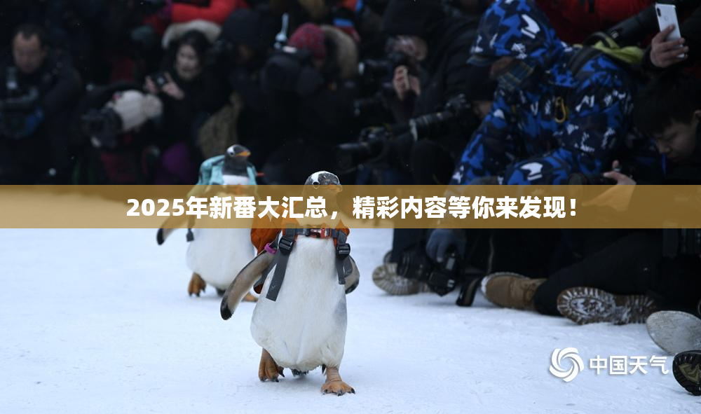 2025年新番大汇总，精彩内容等你来发现！