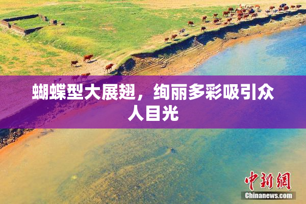 蝴蝶型大展翅，绚丽多彩吸引众人目光