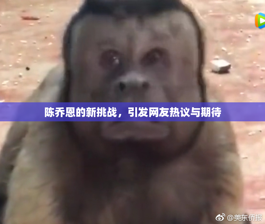 陈乔恩的新挑战，引发网友热议与期待