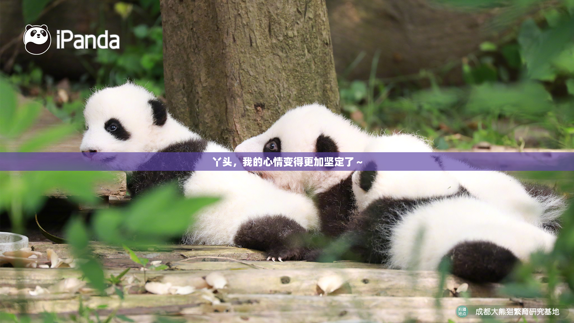丫头，我的心情变得更加坚定了～