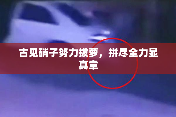 古见硝子努力拔萝，拼尽全力显真章