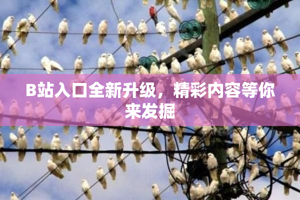 B站入口全新升级，精彩内容等你来发掘