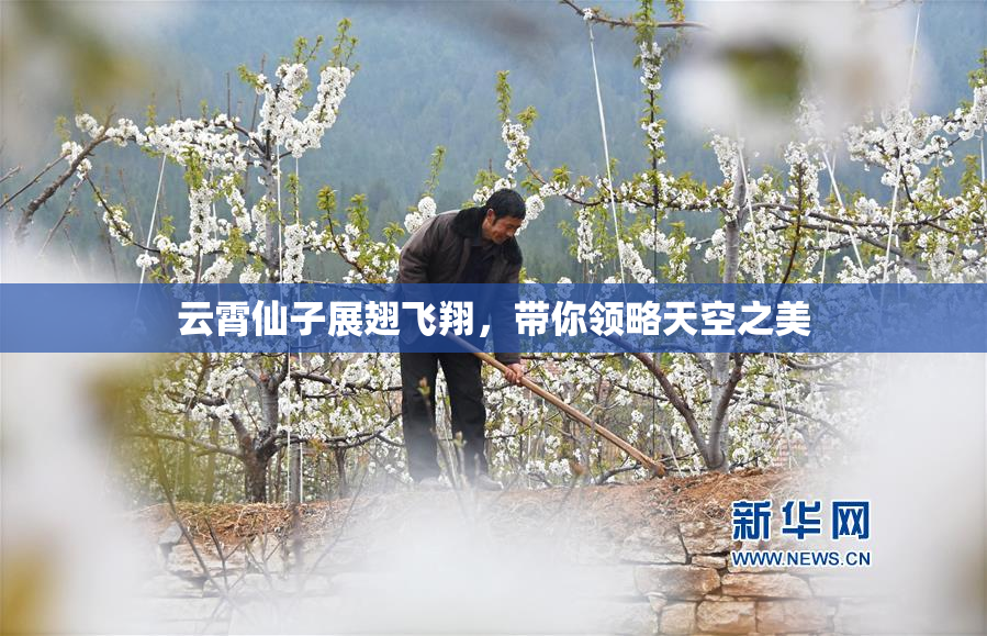 云霄仙子展翅飞翔，带你领略天空之美