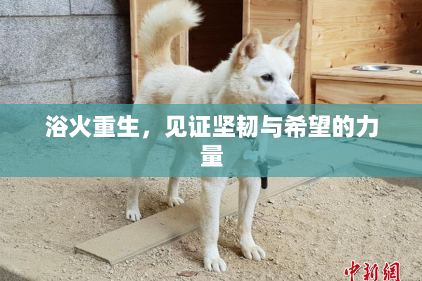 浴火重生，见证坚韧与希望的力量