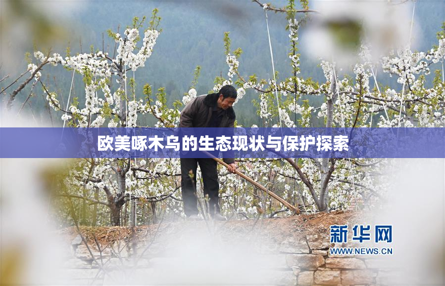 欧美啄木乌的生态现状与保护探索