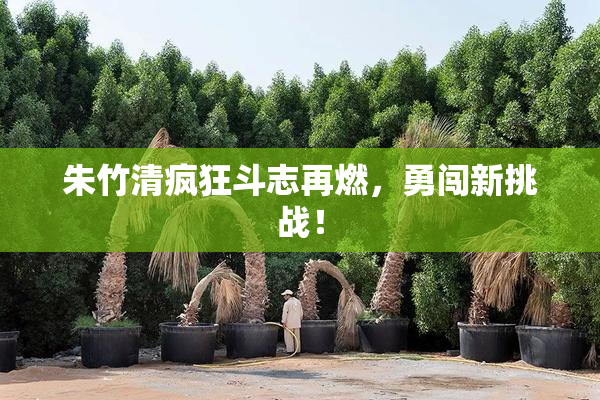 朱竹清疯狂斗志再燃，勇闯新挑战！