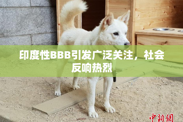 印度性BBB引发广泛关注，社会反响热烈