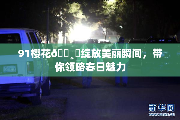 91樱花🌸‌绽放美丽瞬间，带你领略春日魅力