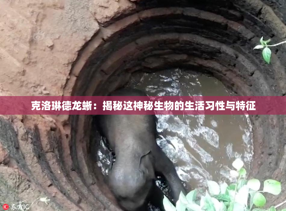克洛琳德龙蜥：揭秘这神秘生物的生活习性与特征