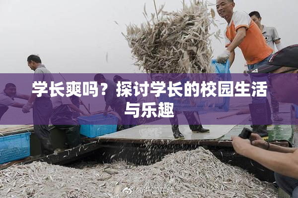 学长爽吗？探讨学长的校园生活与乐趣