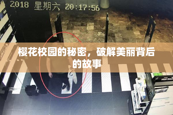 樱花校园的秘密，破解美丽背后的故事