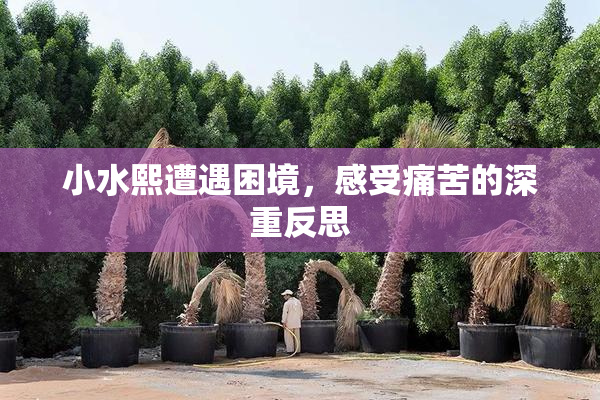 小水熙遭遇困境，感受痛苦的深重反思